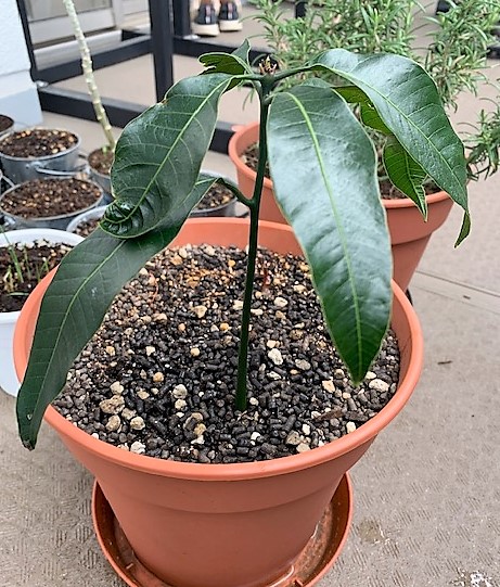 捨てるもったいない 食べたマンゴーの種から育ててみた 観察記録 診断士にごむつから診える世界